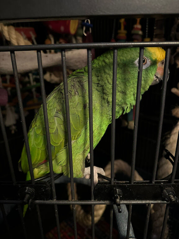Young yellow crowned Amazon parrot 3.5 yr old