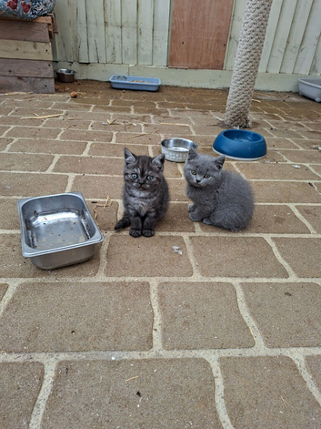 Stunning British shorthair girls
