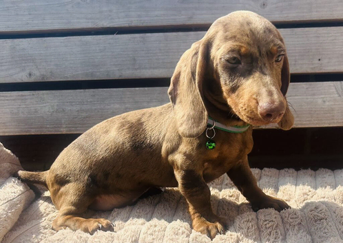Dachshund