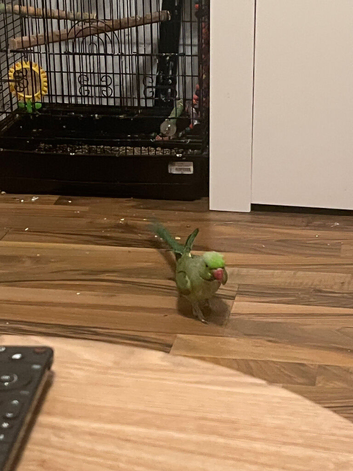 Male ringneck