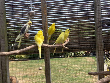 Baby budgies