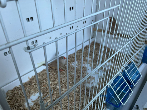 Zebra finches
