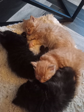 Fluffy kittens