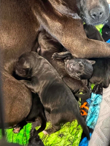 Female patterdale puppy