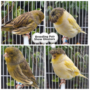 Stunning Show Canaries- various breeds