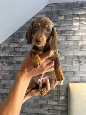 KC REGISTERED MINIATURE DACHSHUND
