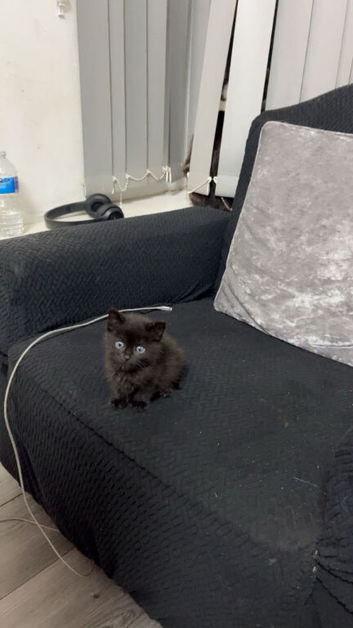 kitten to rehome