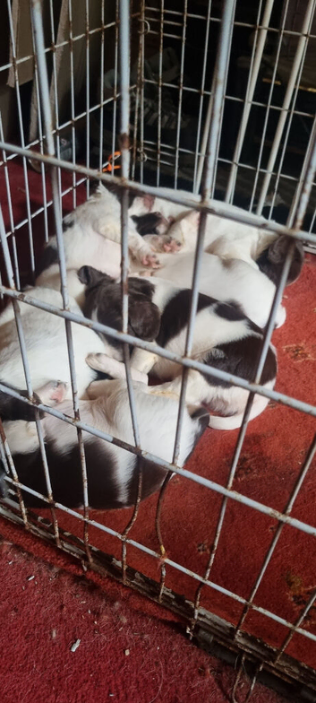 Springer spaniel pups