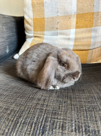 Beautiful baby mini lop boy can leave now