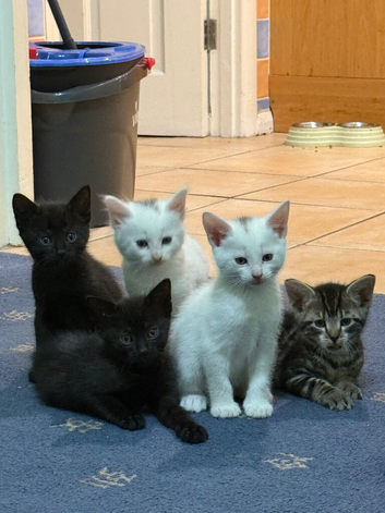 3 kitten looking for home