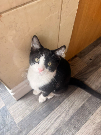 3 kittens for sale