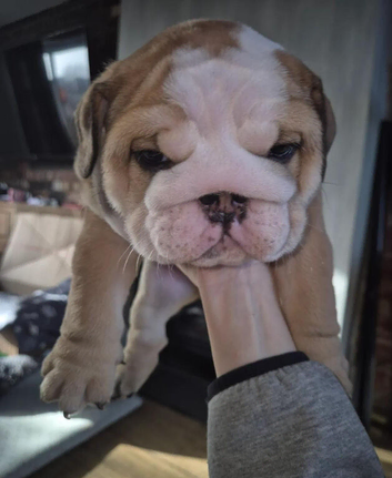 English Bulldog puppies