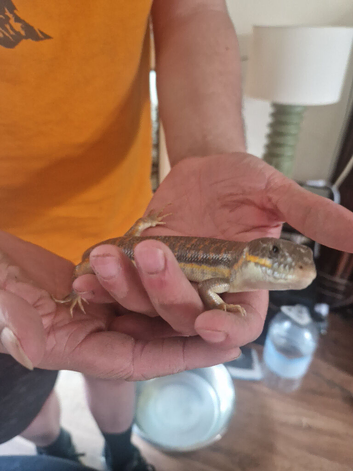 Berber Skink