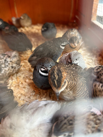 Chinese painted button quails