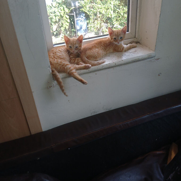 Kittens need a home