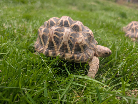 1x CB15 Male and 1x CB19 Female Indian Star Tortoise