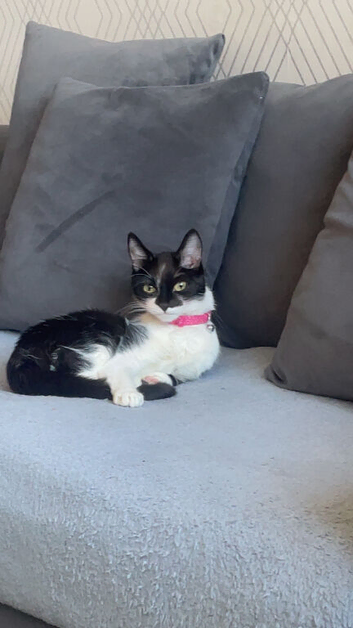 Female Cat Rehome