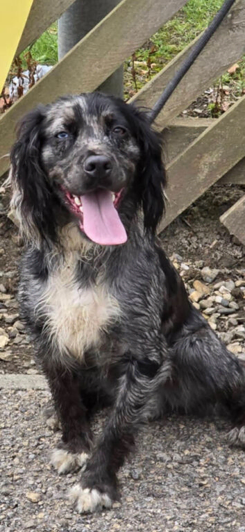 Cocker spaniel male