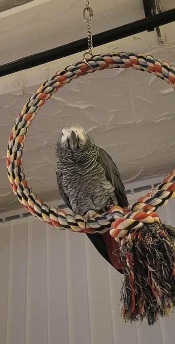 African grey parrot clifton