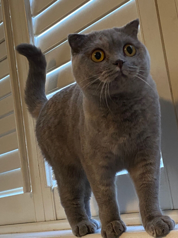Scottish fold x British shorthair