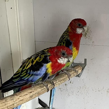 Proven pair Eastern Rosella