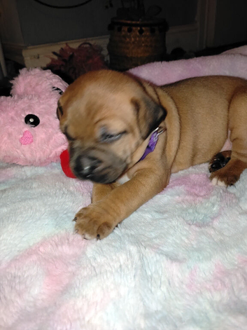 Puppies
