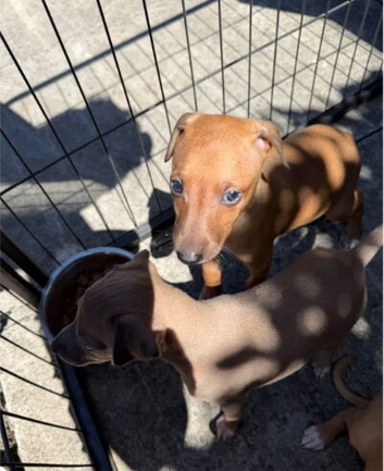 Italian grey hounds