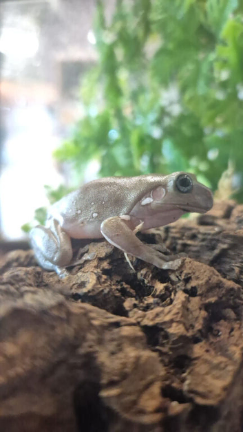 Blue Eyed Snowflake Whites at Birmingham Reptiles