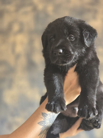 German/Belgian shepherd x Labrador puppies