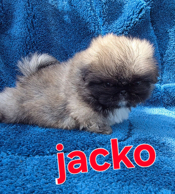 Stunning kc reg pekingese puppies