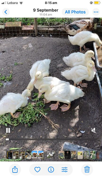 Cherrywally duckling