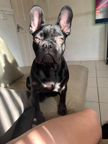 Chocolate French bulldog stud
