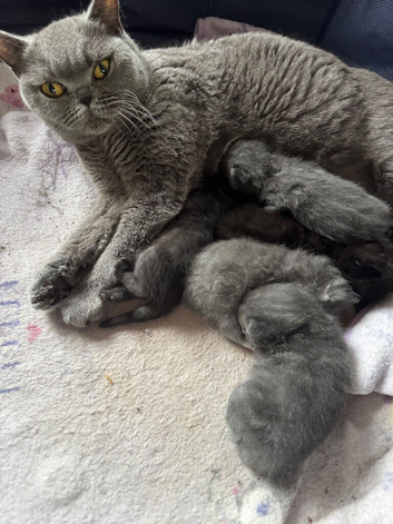 Beautiful British blue cross