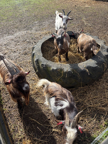 Pygmy goat weathers