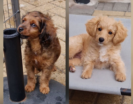 LAST TWO Cavapoochon pups, ready to leave