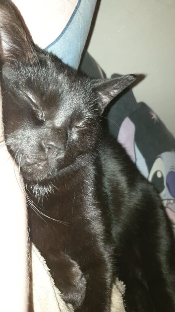 Male cat