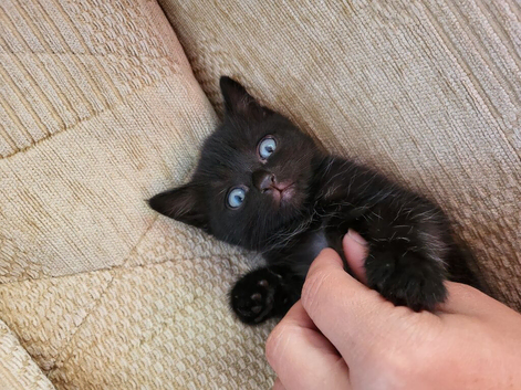Mix-persian-british shorthair fluffy kittens
