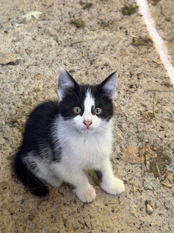 3 adorable kittens looking for their forever home