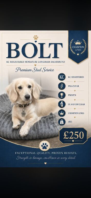 Quality Stud dogs available