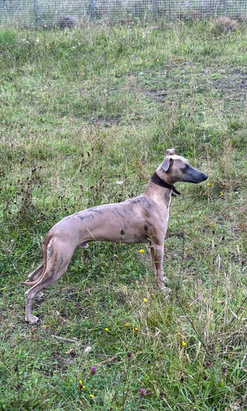 Whippet dog up for stud