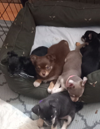 Chihuahua puppies