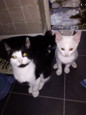 Black and white kittens for sale 16 weeks
