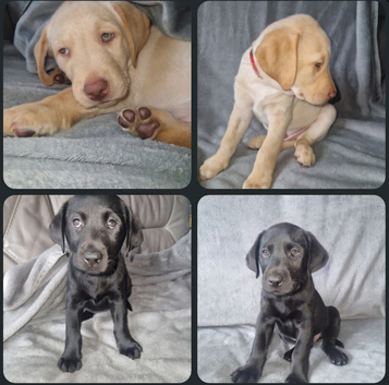 2 golden labs and 2 black labs