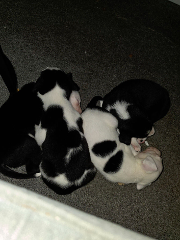 Border collie pups