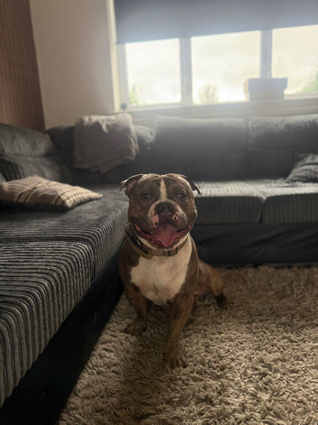 Diesel- pocket bully stud