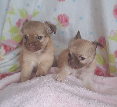 Long coat Tan/Blond and Chocolate Tri coloured chihuahua puppies