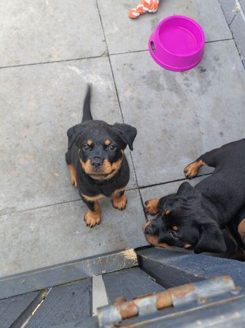 Beautiful Rottie girl