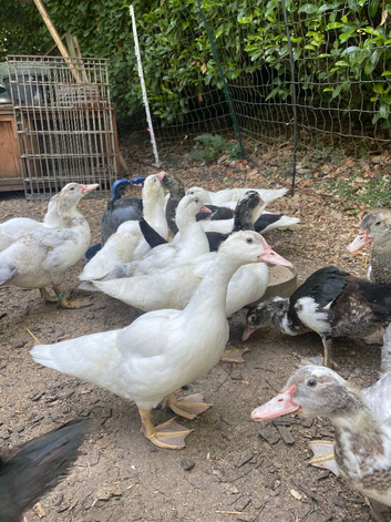 Muscovy ducklings