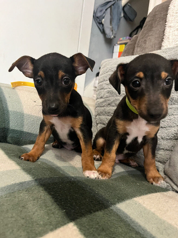 2 boys left!! Jack russle puppies