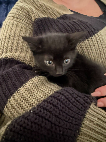 Black Kittens